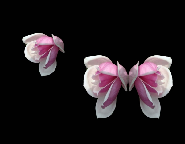 Creation of Colorful Butterfly: Step 1